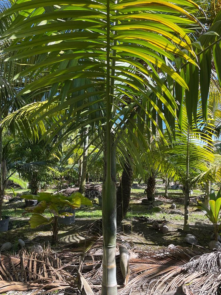 kentiopsis-oliviformis