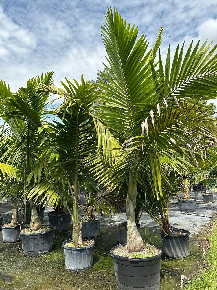 kentiopsis-oliviformis