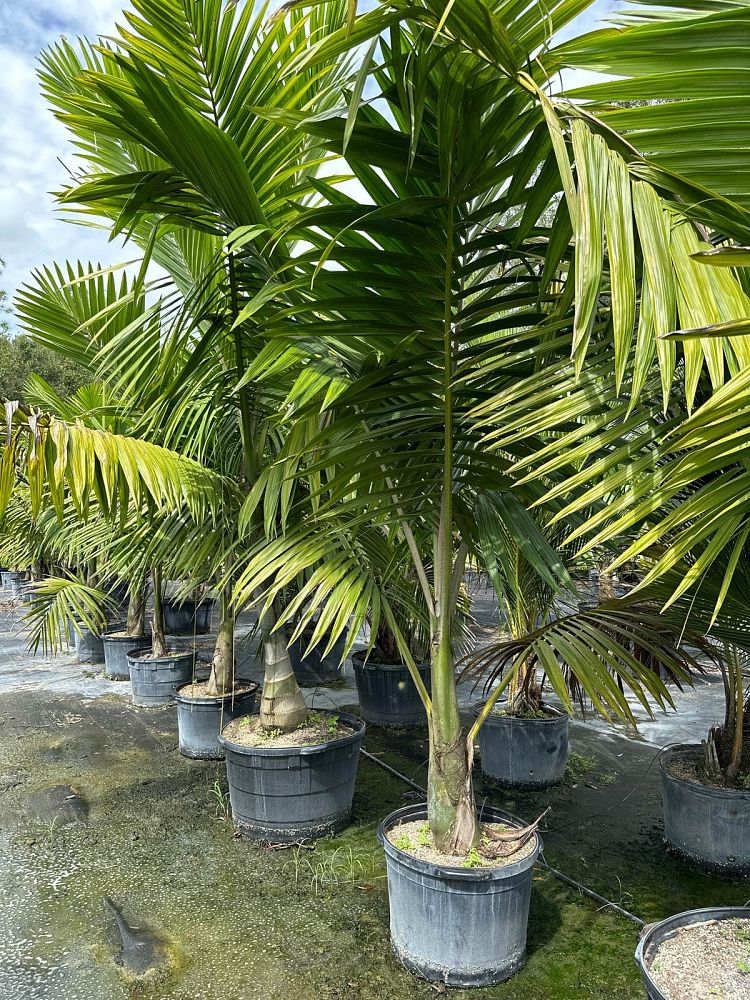 kentiopsis-oliviformis