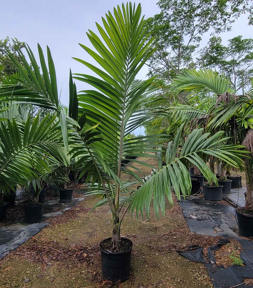 kentiopsis-oliviformis