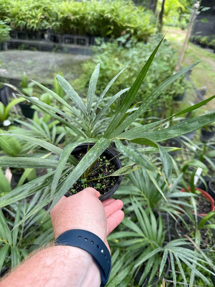 kentiopsis-oliviformis