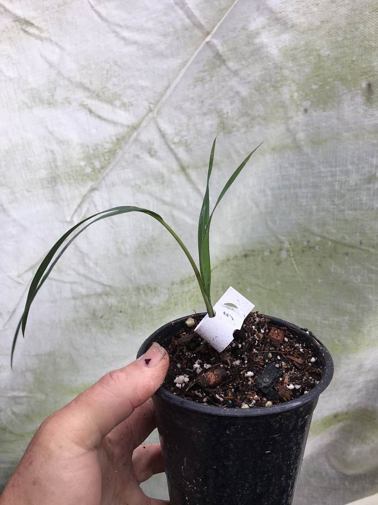 kentiopsis-piersoniorum