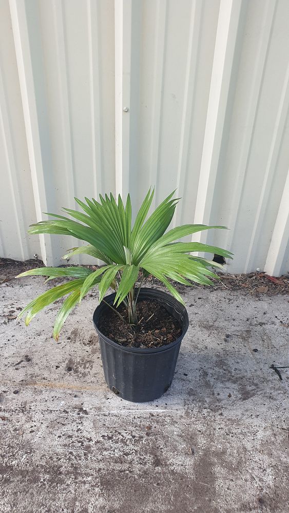 kerriodoxa-elegans