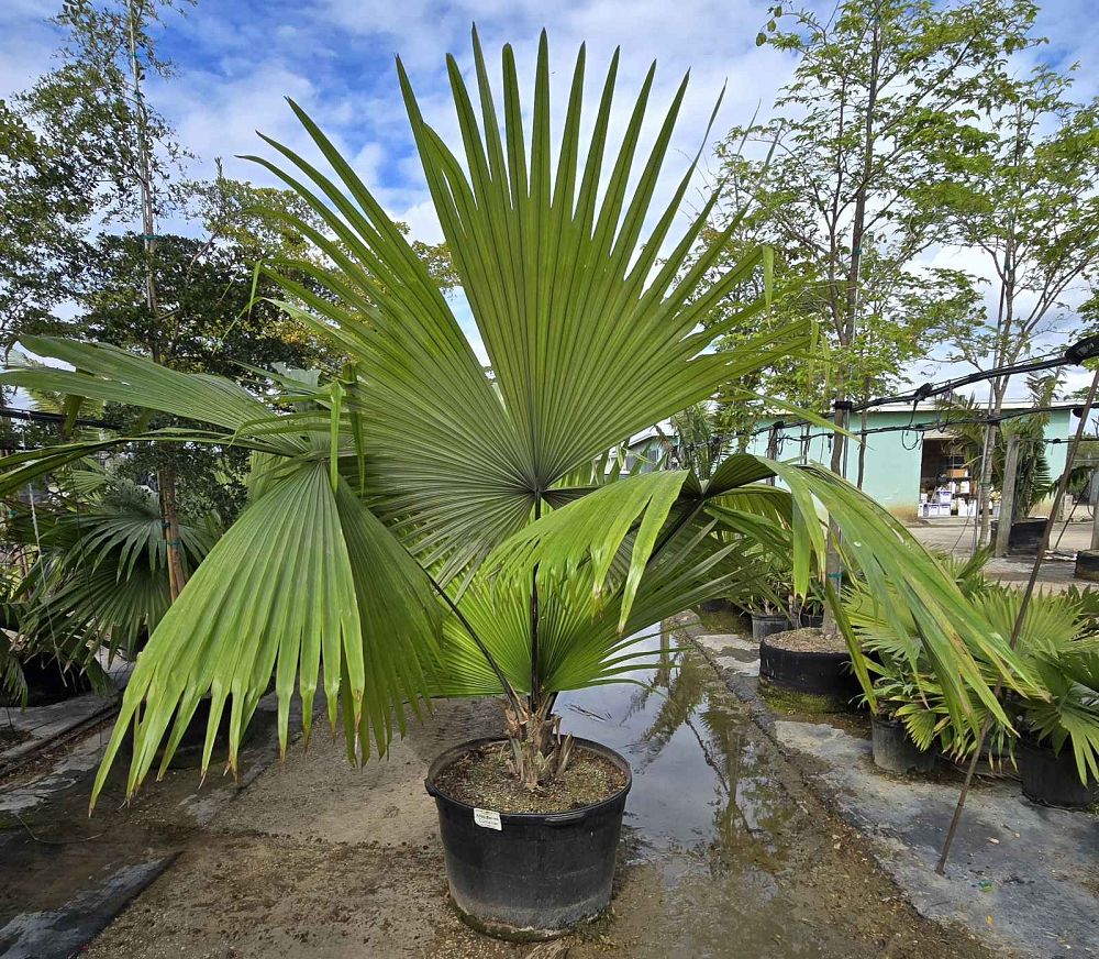 kerriodoxa-elegans