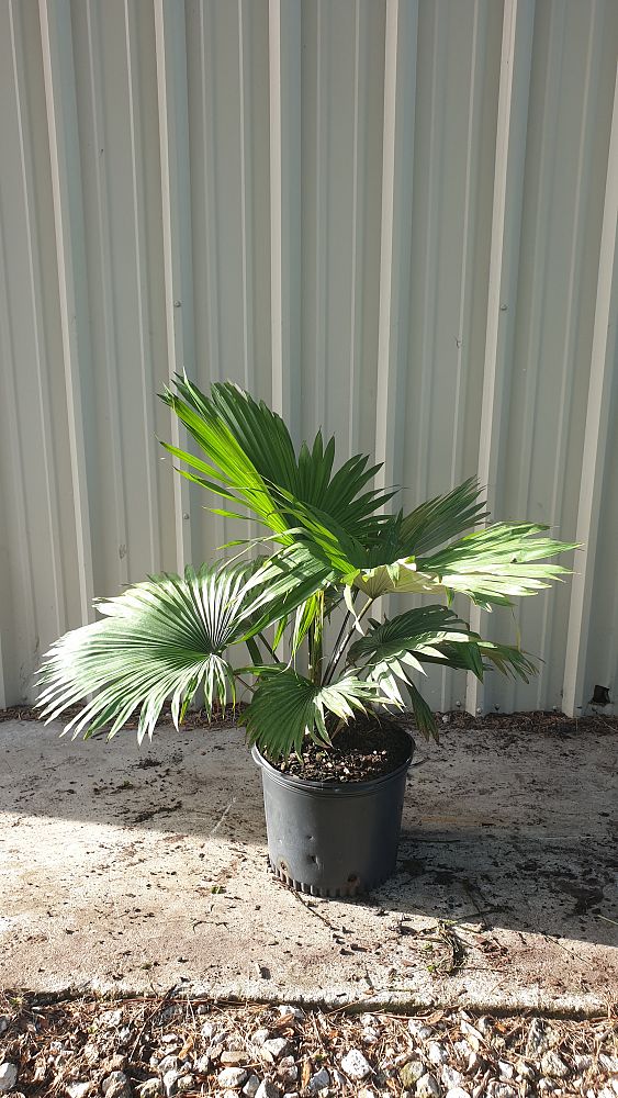 kerriodoxa-elegans