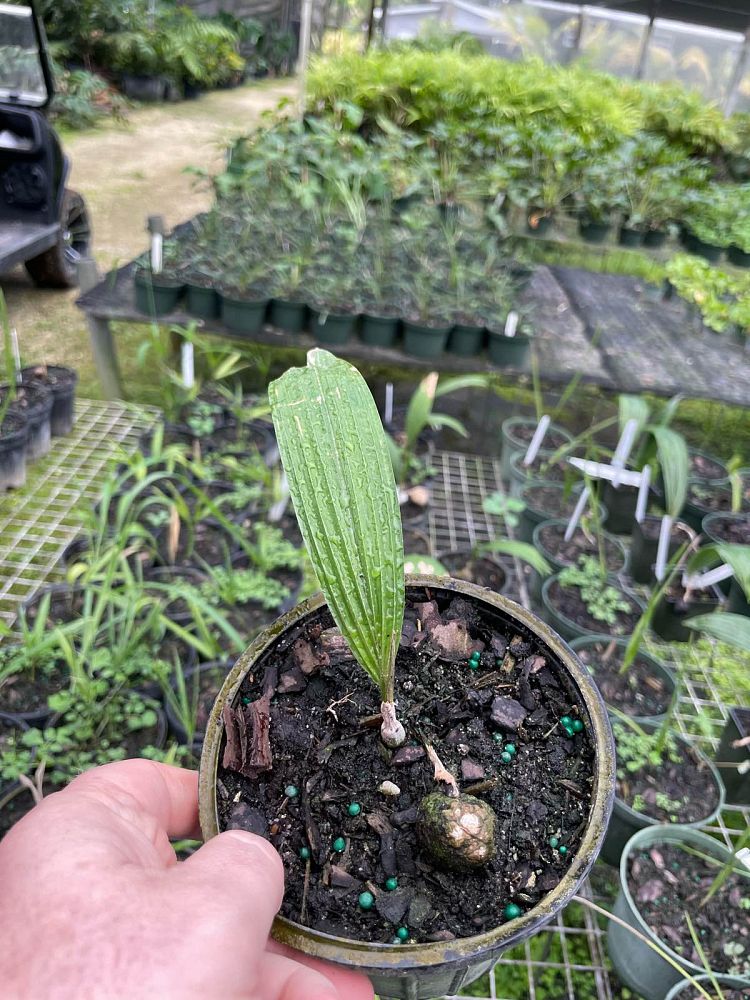 kerriodoxa-elegans