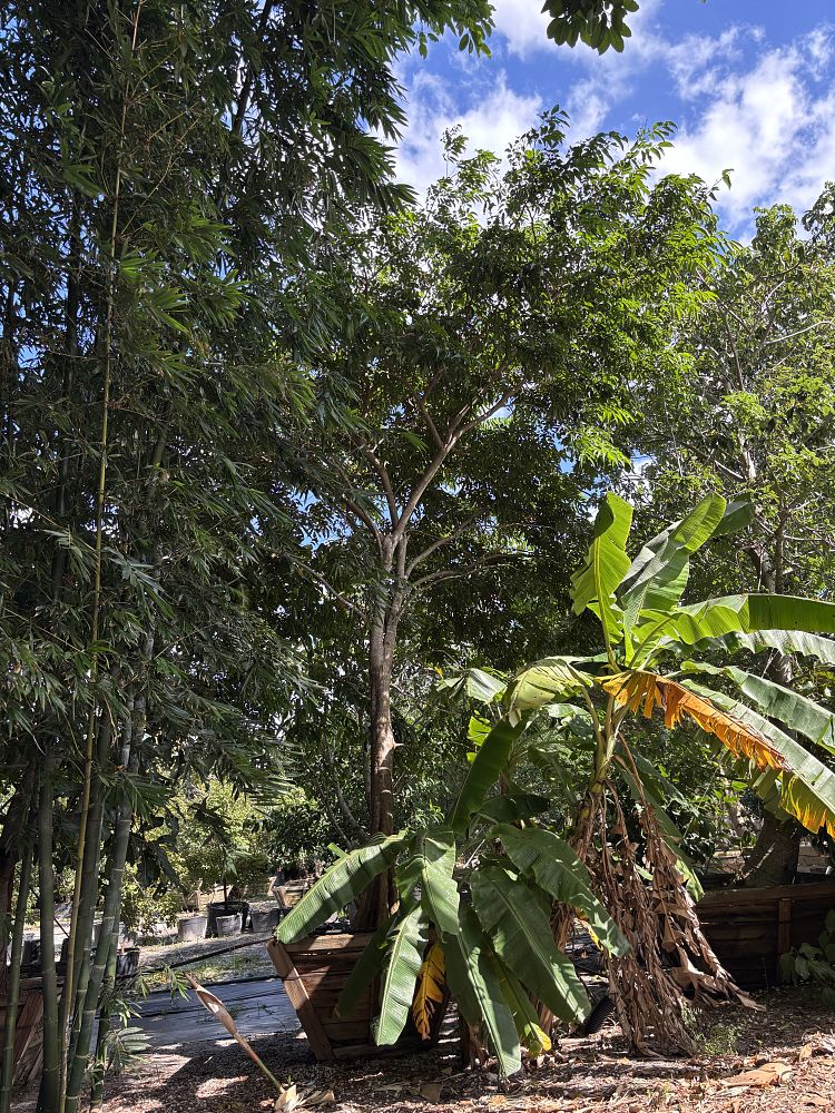 khaya-anthotheca-east-african-mahogany