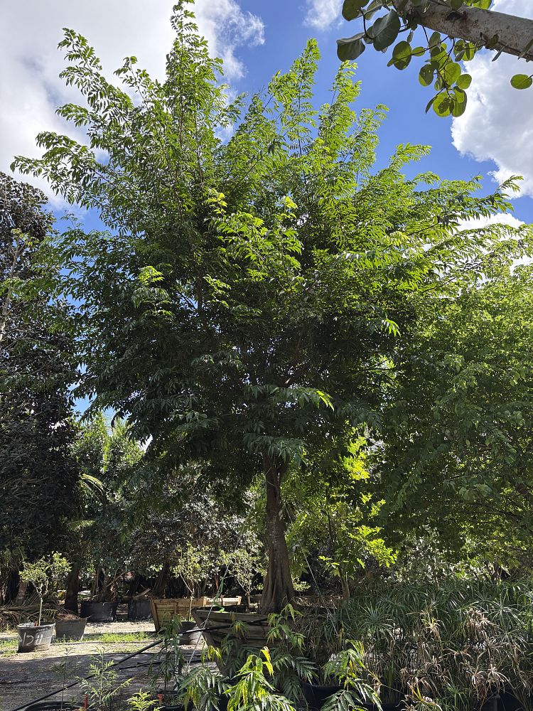 khaya-anthotheca-east-african-mahogany