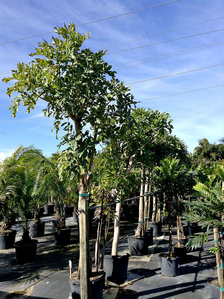 kigelia-pinnata-sausage-tree