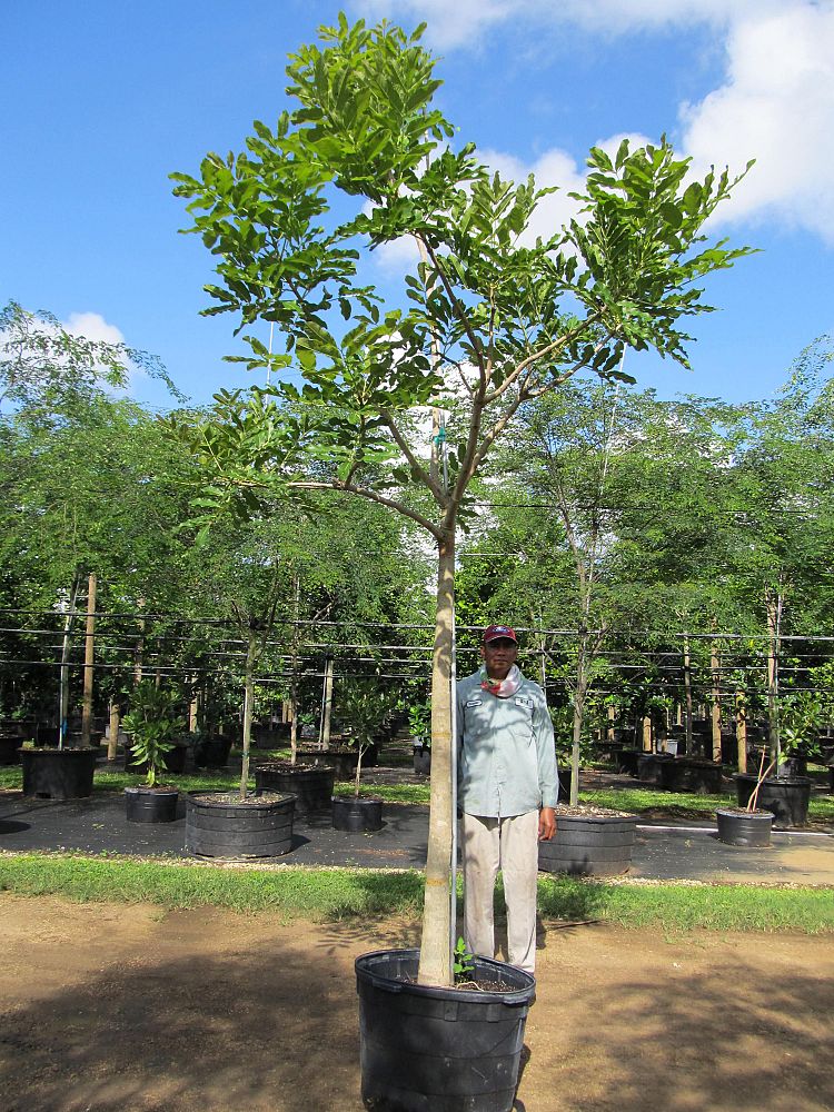 kigelia-pinnata-sausage-tree