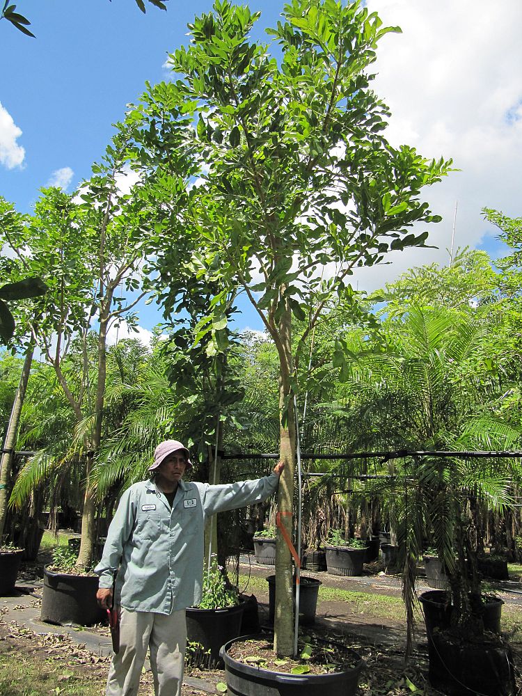kigelia-pinnata-sausage-tree