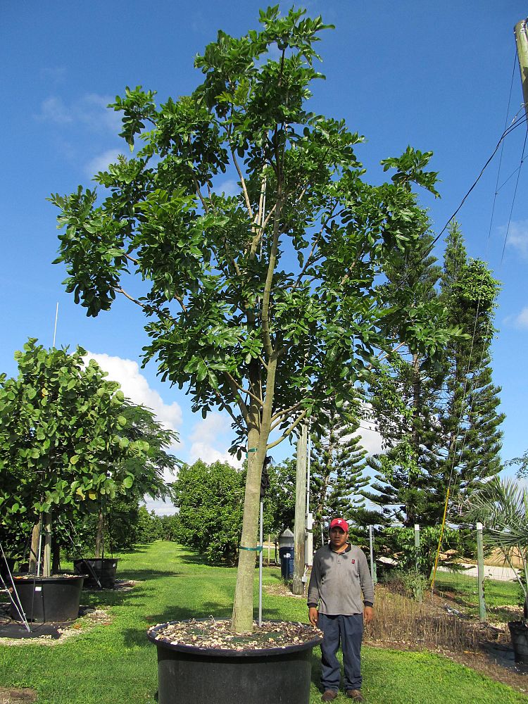 kigelia-pinnata-sausage-tree