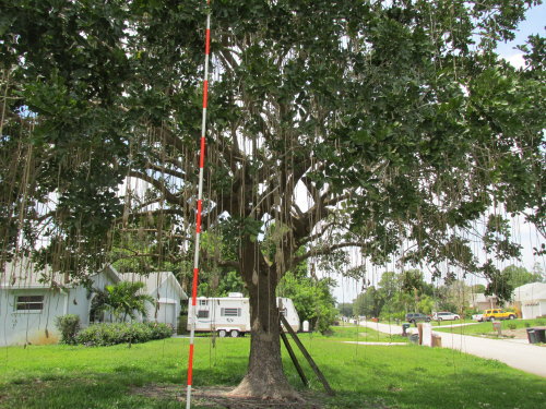 kigelia-pinnata-sausage-tree