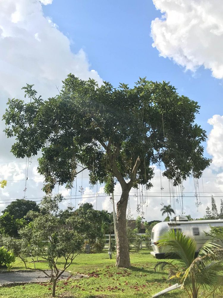 kigelia-pinnata-sausage-tree