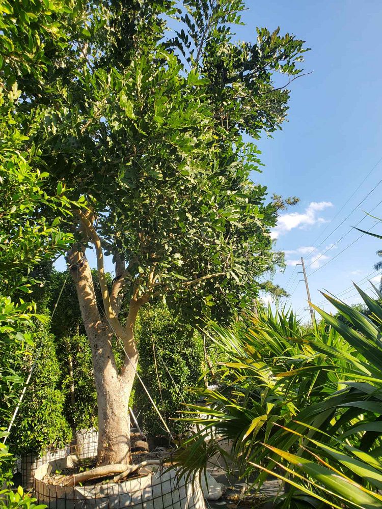 kigelia-pinnata-sausage-tree