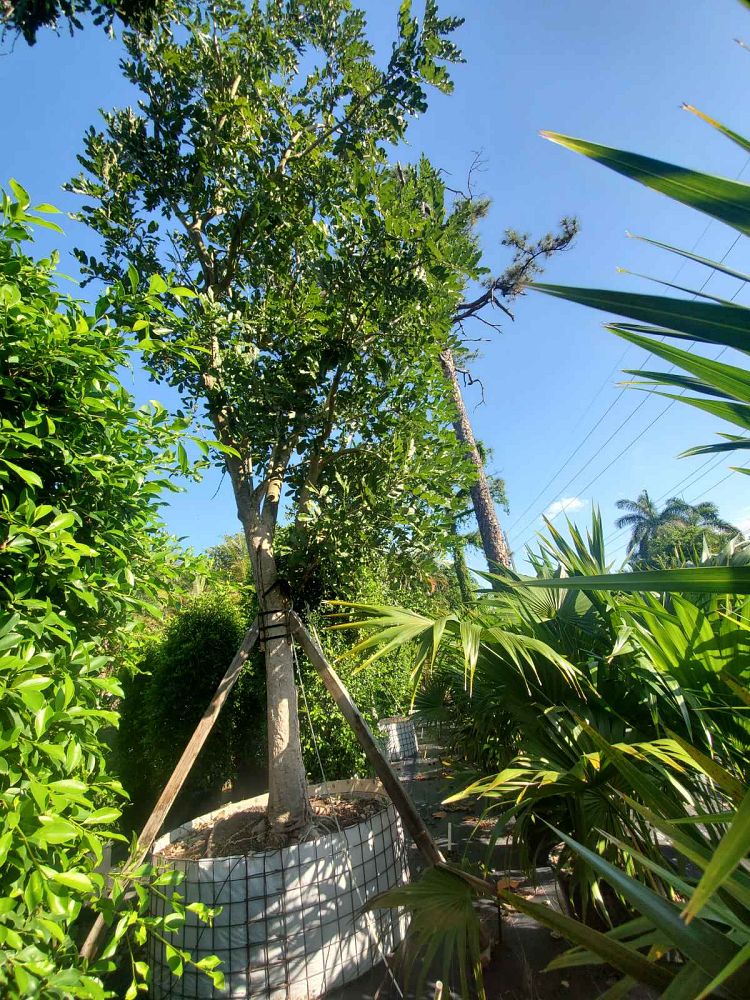 kigelia-pinnata-sausage-tree