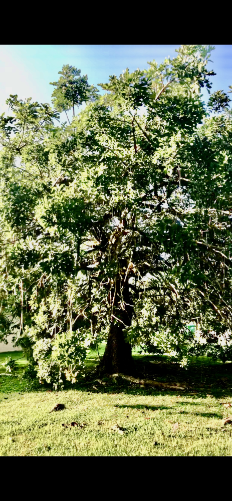 kigelia-pinnata-sausage-tree
