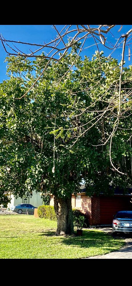 kigelia-pinnata-sausage-tree