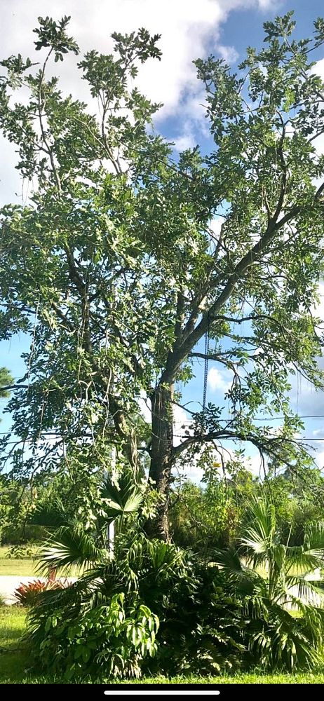 kigelia-pinnata-sausage-tree