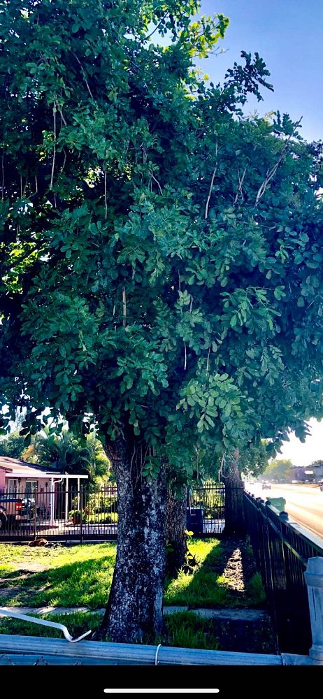 kigelia-pinnata-sausage-tree