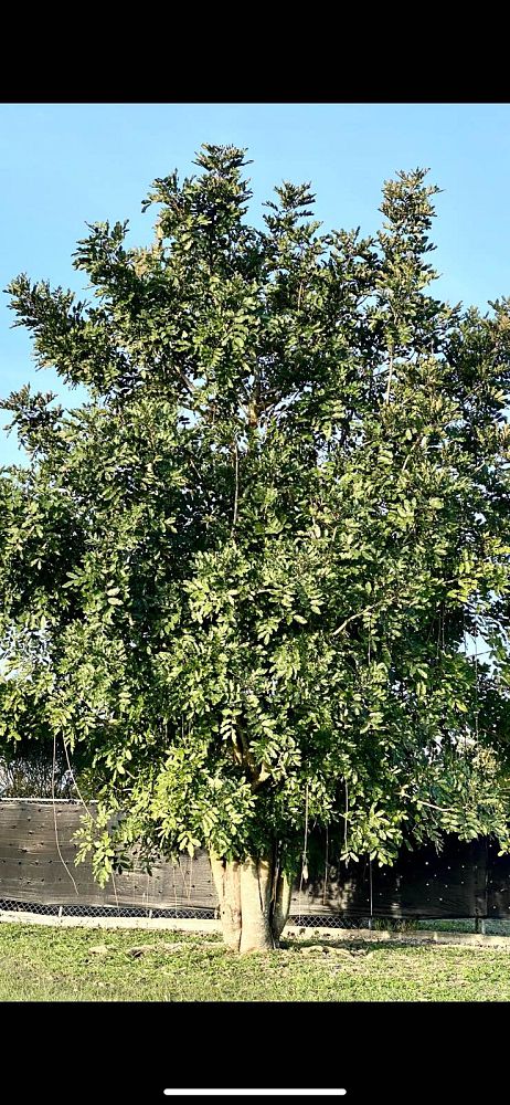 kigelia-pinnata-sausage-tree