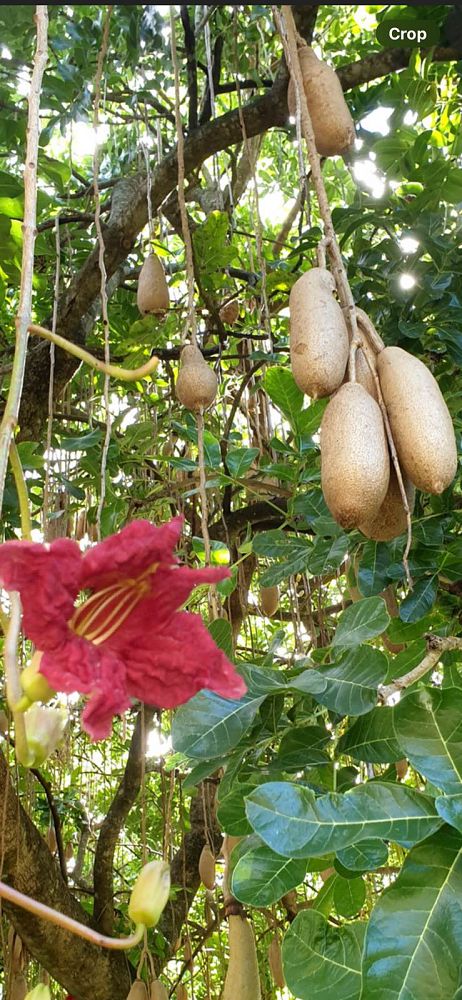 kigelia-pinnata-sausage-tree