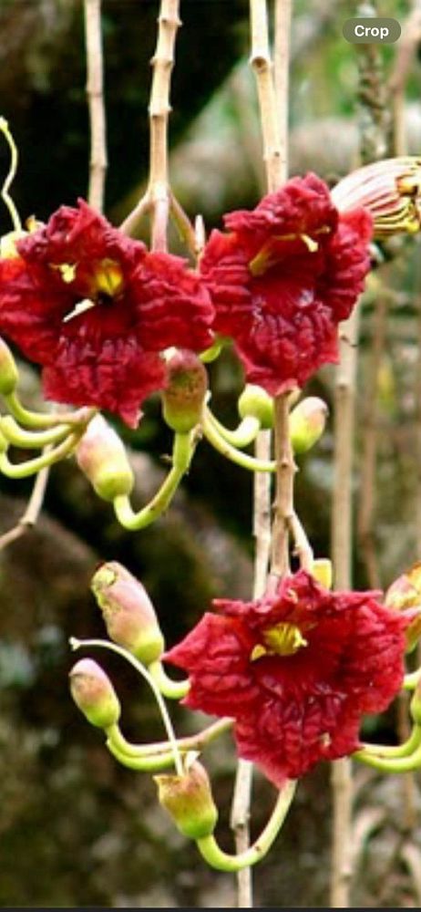 kigelia-pinnata-sausage-tree