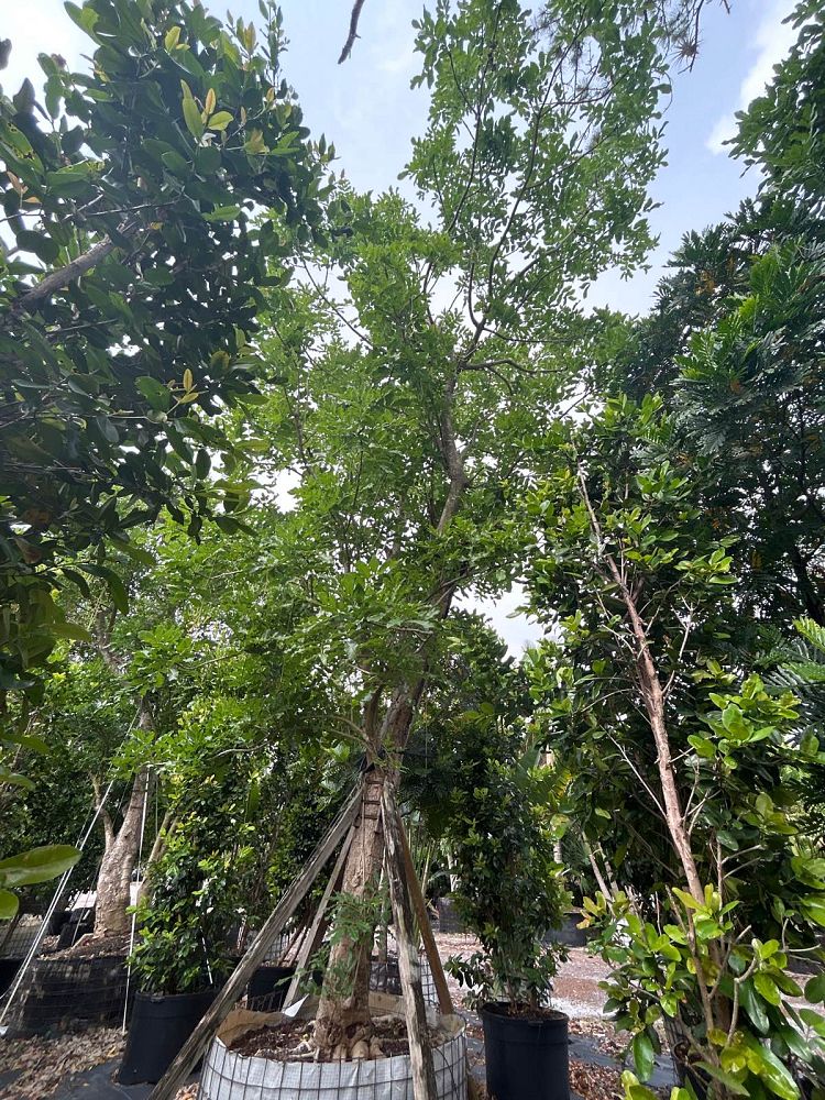 kigelia-pinnata-sausage-tree