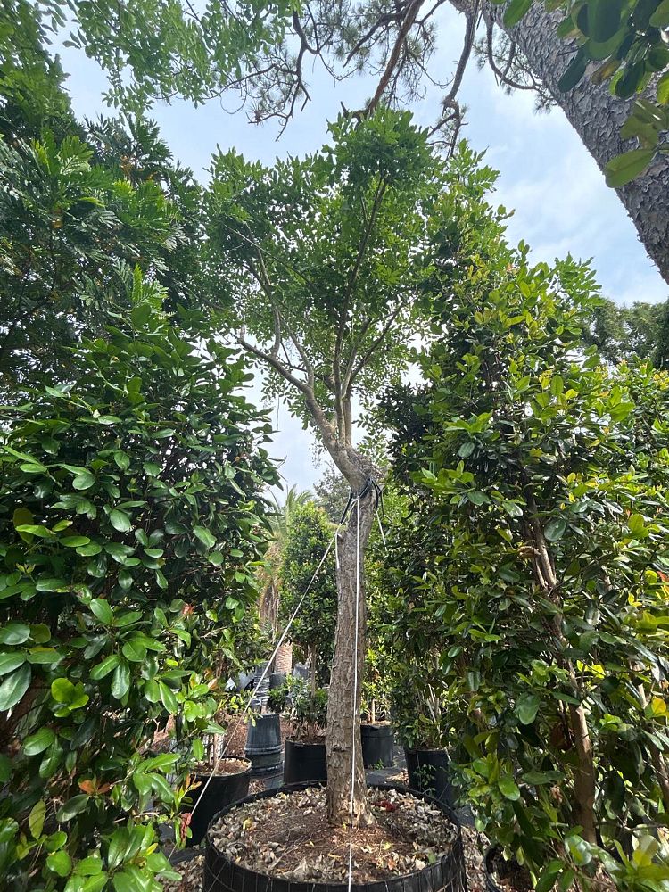 kigelia-pinnata-sausage-tree