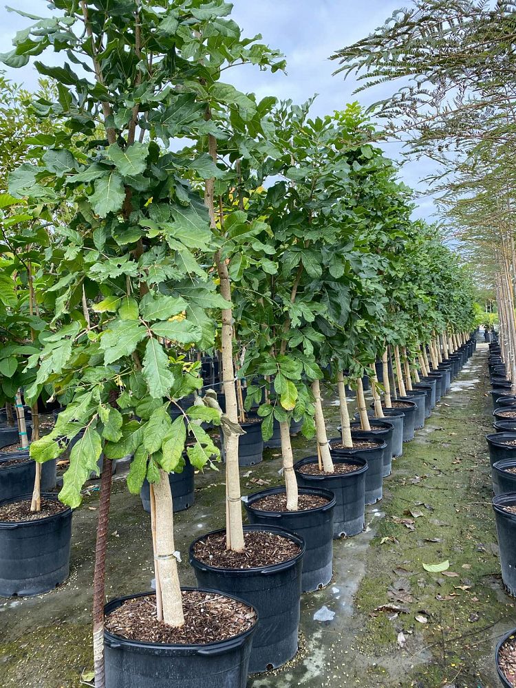 kigelia-pinnata-sausage-tree