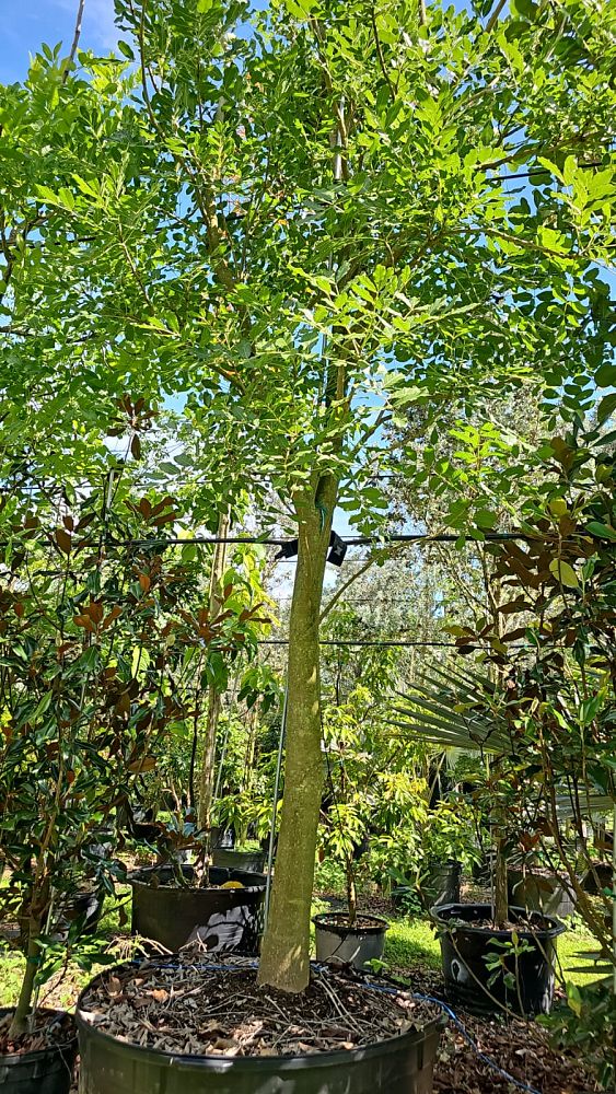 kigelia-pinnata-sausage-tree