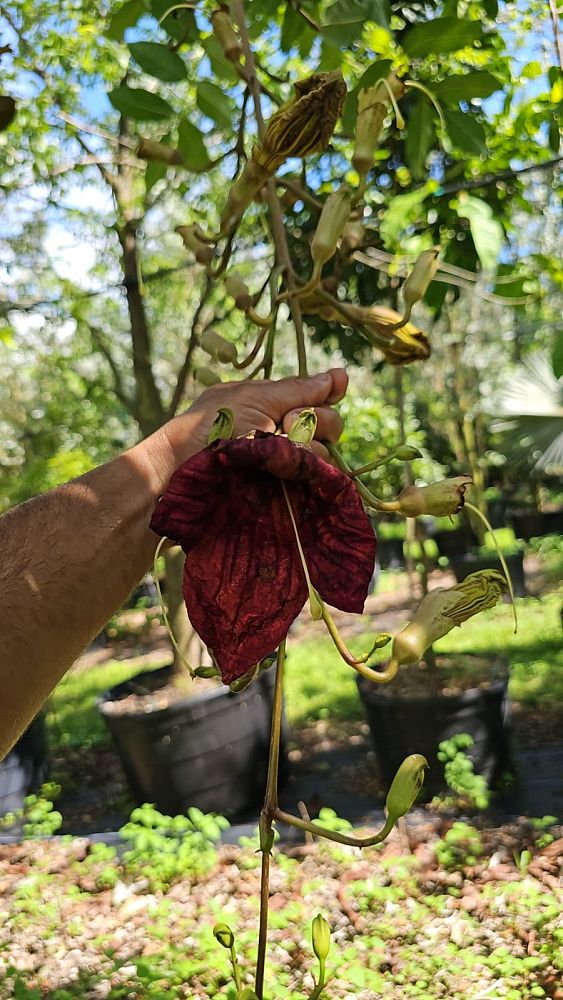 kigelia-pinnata-sausage-tree