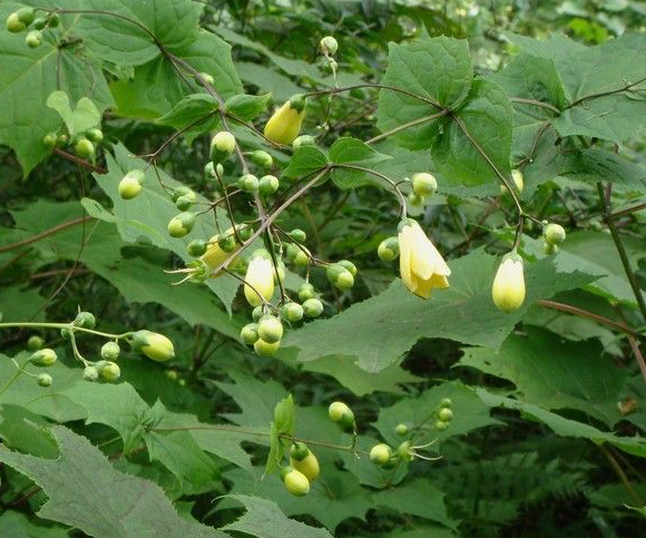 kirengeshoma-koreana-korean-yellow-waxbells