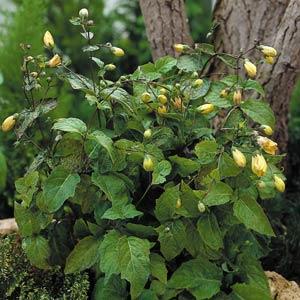 kirengeshoma-palmata-yellow-waxbells