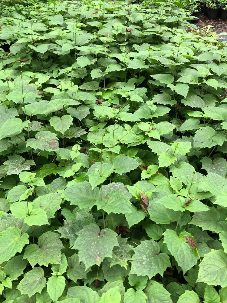 kirengeshoma-palmata-yellow-waxbells