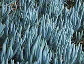 kleinia-mandraliscae-blue-chalk-sticks