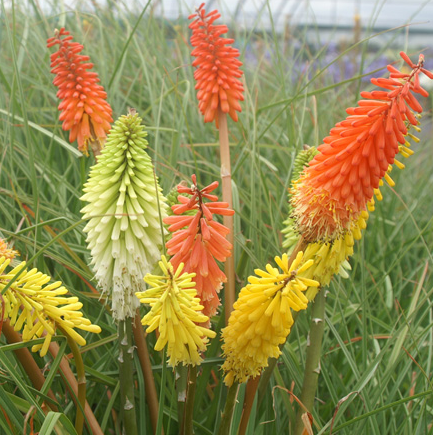 kniphofia-border-ballet-poker-plant