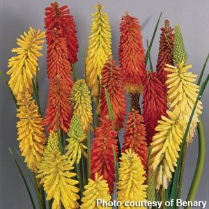 kniphofia-flamenco-mix-poker-plant