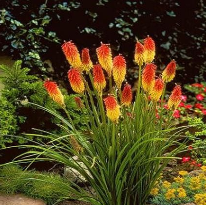 kniphofia-nancy-s-red-torch-lily-tritoma-red-hot-poker