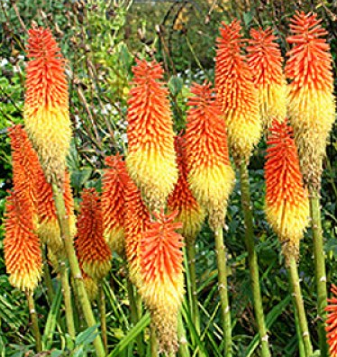 kniphofia-redhot-poker