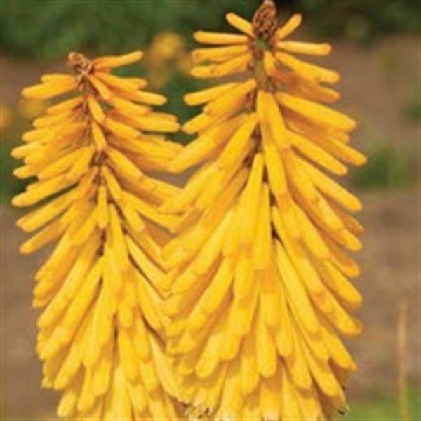 kniphofia-uvaria-echo-mango-red-hot-poker