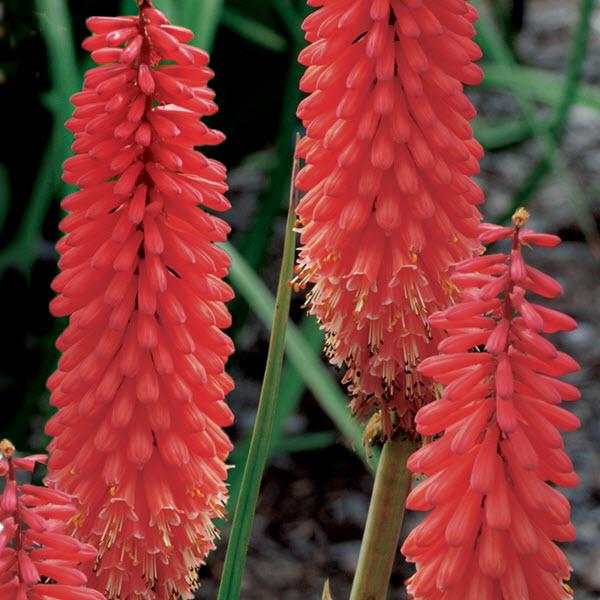 kniphofia-uvaria-echo-rojo-red-hot-poker