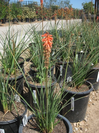 kniphofia-uvaria-red-hot-poker