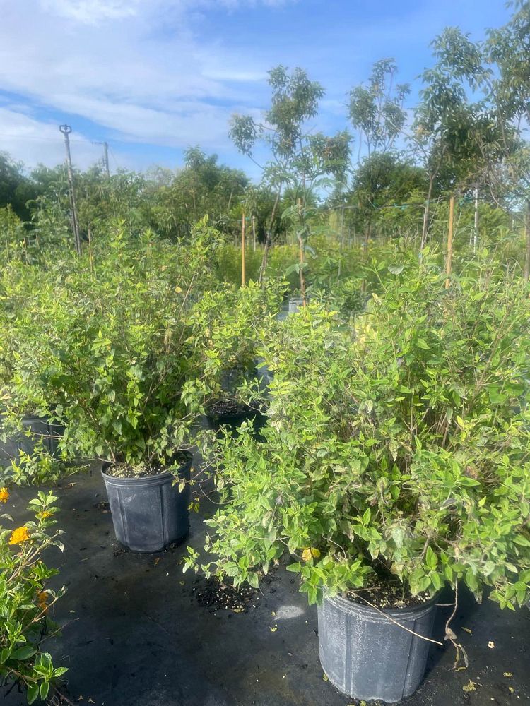 koanophyllon-villosum-abre-camino-florida-shrub-thoroughwort