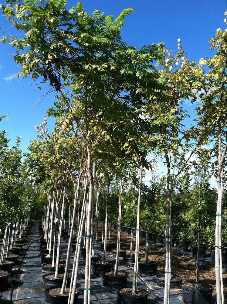 koelreuteria-bipinnata-chinese-flame