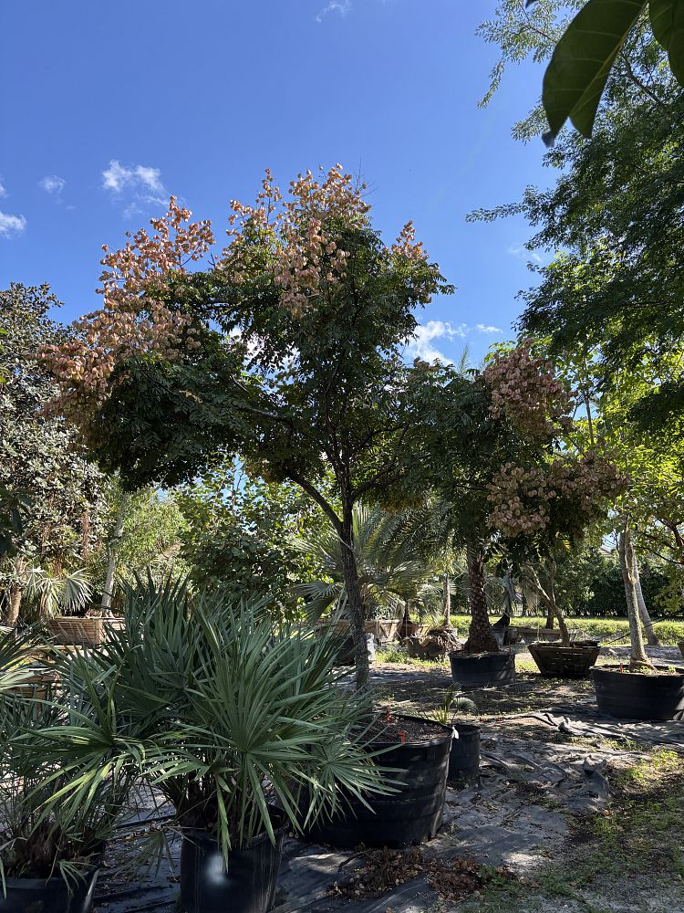 koelreuteria-bipinnata-chinese-flame