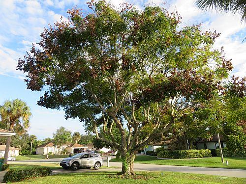 koelreuteria-elegans-golden-rain-tree