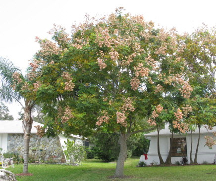 koelreuteria-elegans-golden-rain-tree
