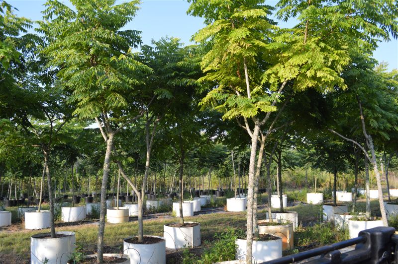 koelreuteria-elegans-golden-rain-tree