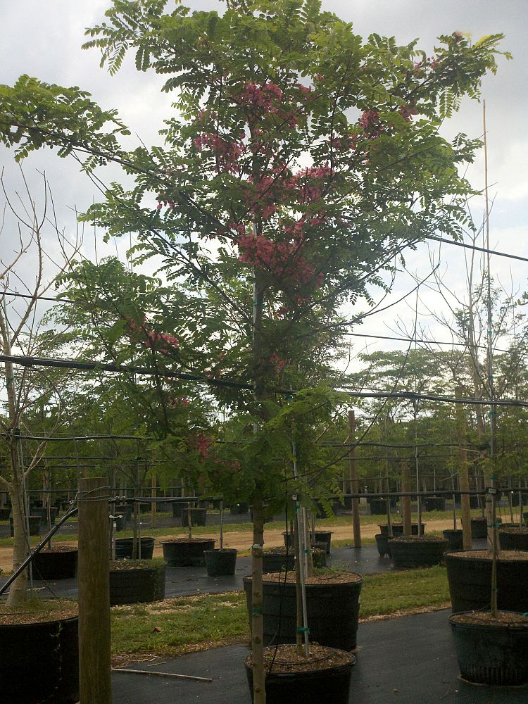 koelreuteria-elegans-golden-rain-tree